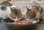 What's the Scoop on Purr-fect Cat Foods?